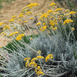 Helichrysum italicum serotinum